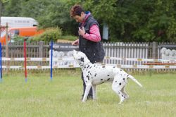 IMG 3734