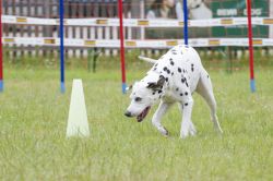 IMG 3776
